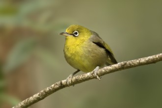 Slender-billed White-eye (Zosterops tenuirostris) perched on a branch, Norfolk Island, Australia