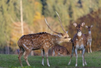 An Axis deer stag (Axis axis), shows interest in a hind standing in a green meadow. A forest can be