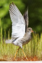 Bird with outstretched wings standing on a grass-covered area, redshank, (Tringa totanus), France