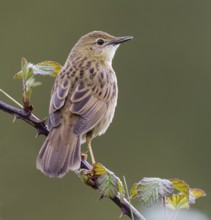 Common Grasshopper Warbler (Locustella naevia), Asturias, Spain
