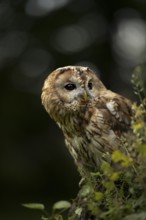 Tawny Owl (Strix aluco) captive, Germany
