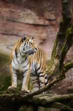 Siberian tiger or Amur tiger (Panthera tigris altaica) walking on the ground, captive, habitat in
