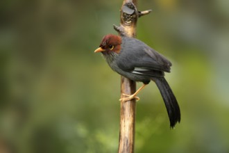 Chestnut-hooded Laughingthrush (Garrulax treacheri) perched on a branch, Sabah, Malaysia
