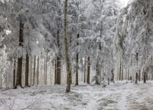 Winter landscape, forest covered with hoarfrost, Mondseeland, Salzkammergut, Upper Austria, Austria