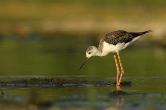 Black-winged Stilt (Himantopus himantopus) juvenile foraging, Piedmont, Italy
