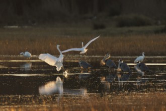 Herons and egrets gather in tranquil wetland waters at dusk. The setting sun casts a golden glow,