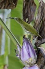 Streaked Spiderhunter (Arachnothera magna), Malaysia
