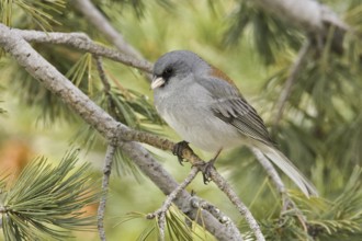 Grey-headed Junco (Junco hyemalis caniceps), New Mexico, USA