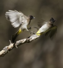 Common Bulbul (Pycnonotus barbatus), Chobe, Botswana