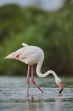 Greater Flamingo (Phoenicopterus roseus) walking in the water, Parc Naturel Regional de Camargue,