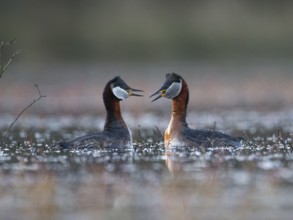Red-necked Grebe (Podiceps grisegena) pair displaying, Mecklenburg-Western Pomerania, Germany
