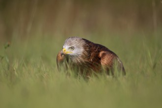 Red kite (Milvus milvus) adult raptor bird of prey in grassland, England, United Kingdom