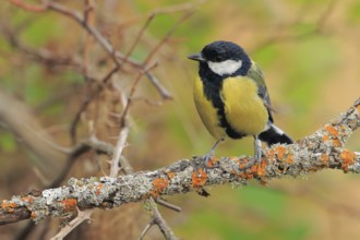 Great Tit (Parus major) perched on lichen branch, Andalusia, Spain