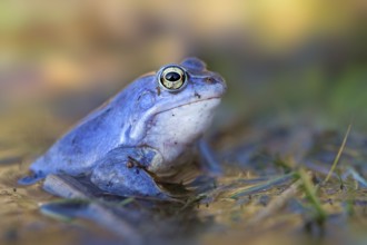 Moor Frog (Rana arvalis) male in spawning pond, Saxony-Anhalt, Germany