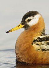 Red Phalarope (Phalaropus fulicarius), Alaska, USA
