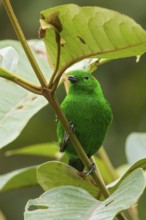 Glistening-green Tanager (Chlorochrysa phoenicotis) perched on a branch in the Andes Mountains of