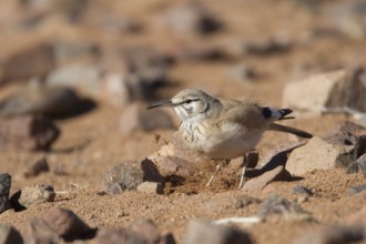 Greater Hoopoe-Lark (Alaemon alaudipes) female, Morocco