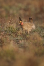 Lesser Prairie Chicken (Tympanuchus pallidicinctus) male, New Mexico, USA