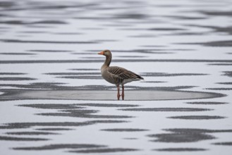 Greylag Goose (Anser anser) on snowy ice, Baden-Wuerttemberg, Germany