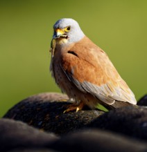 Male lesser kestrel (Falco naumanni) with prey, lizard, Psammodromus hispanicus, Extremadura, Spain
