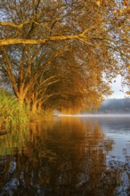 Autumn colours at the Platanen Allee, Hardenberg Ufer, lakeside path at Lake Baldeney, near Haus