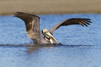 Brown Pelican (Pelecanus occidentalis), Florida, USA