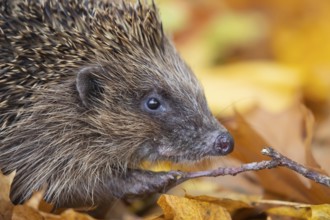 European hedgehog (Erinaceus europaeus) adult animal walking on fallen autumnal colour leaves in
