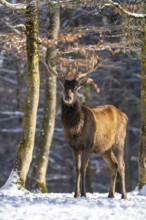 Red deer (Cervus elaphus), in the snow, winter, Vulkaneifel, Rhineland-Palatinate, Germany