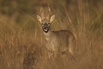 A roe deer stands gracefully in a sunlit field, surrounded by tall grass. The natural light