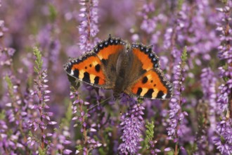 Small tortoiseshell butterfly (Aglais urticae) adult insect feeding on heather flowers on a