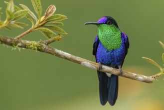 Crowned Woodnymph (Thalurania columbica) perched on a branch in the mountains of Colombia, South