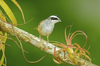 Stripe-headed Sparrow Aimophila ruficauda acuminata El Tuito, Jalisco, Mexico 12 June Adult