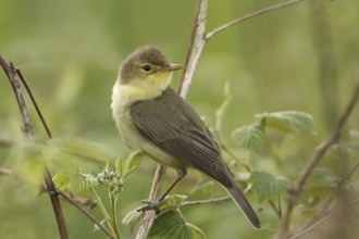 Melodious Warbler (Hippolais polyglotta), Saarland, Germany