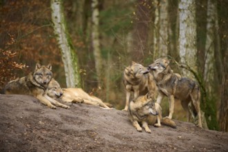 Five wolves resting relaxed on a patch of earth in a birch forest, Wolf (Canis lupus), Germany