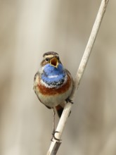 Bluethroat (Luscinia svecica cyanecula) male singing from reed, Netherlands