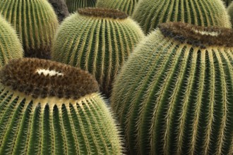 Canary islands, Lanzarote, cacti. Cactus Garden, Lanzarote, Canary Islands, Spain