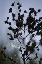 Plant in spring with cobweb threads, Germany
