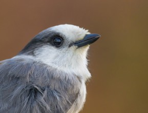 A portrait of a Gray Jay, Perisoreus canadensis, in Prince Albert, Saskatchewan, Canada