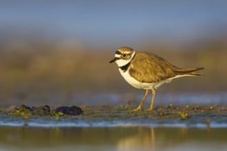Little Ringed Plover (Charadrius dubius) foraging, North Rhine-Westphalia, Germany