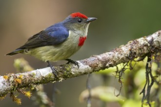 Red-capped Flowerpecker (Dicaeum geelvinkianum) perched on a branch in Papua New Guinea