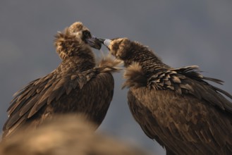 An intimate moment captured between two cinereous vultures, gently touching beaks against a muted,