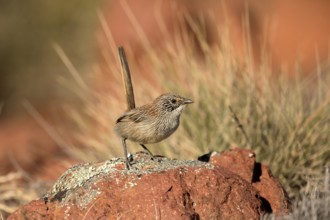 Short-tailed Grasswren (Amytornis merrotsyi pedleri), South Australia, Australia