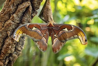A large brown butterfly with outstretched wings rests on tree bark surrounded by green foliage, an