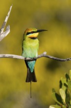 Rainbow Bee-eater (Merops ornatus), Queensland, Australia