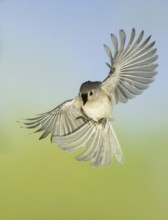 Tufted Titmouse (Baeolophus bicolor) flying, Texas, USA