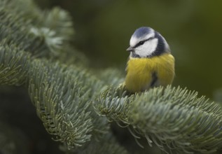 Eurasian Blue Tit (Cyanistes caeruleus), Mecklenburg-Western Pomerania, Germany