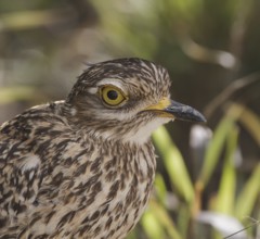 Kaptriel (Burhinus capensis), Eastern Cape, South Africa