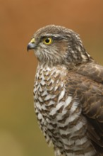 Eurasian Sparrowhawk (Accipiter nisus), Utrecht, Netherlands