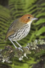 Chestnut-crowned Antpitta (Grallaria ruficapilla), Ecuador
