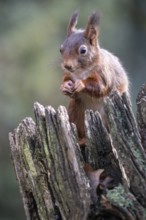 Squirrel (Sciurus vulgaris), Emsland, Lower Saxony, Germany